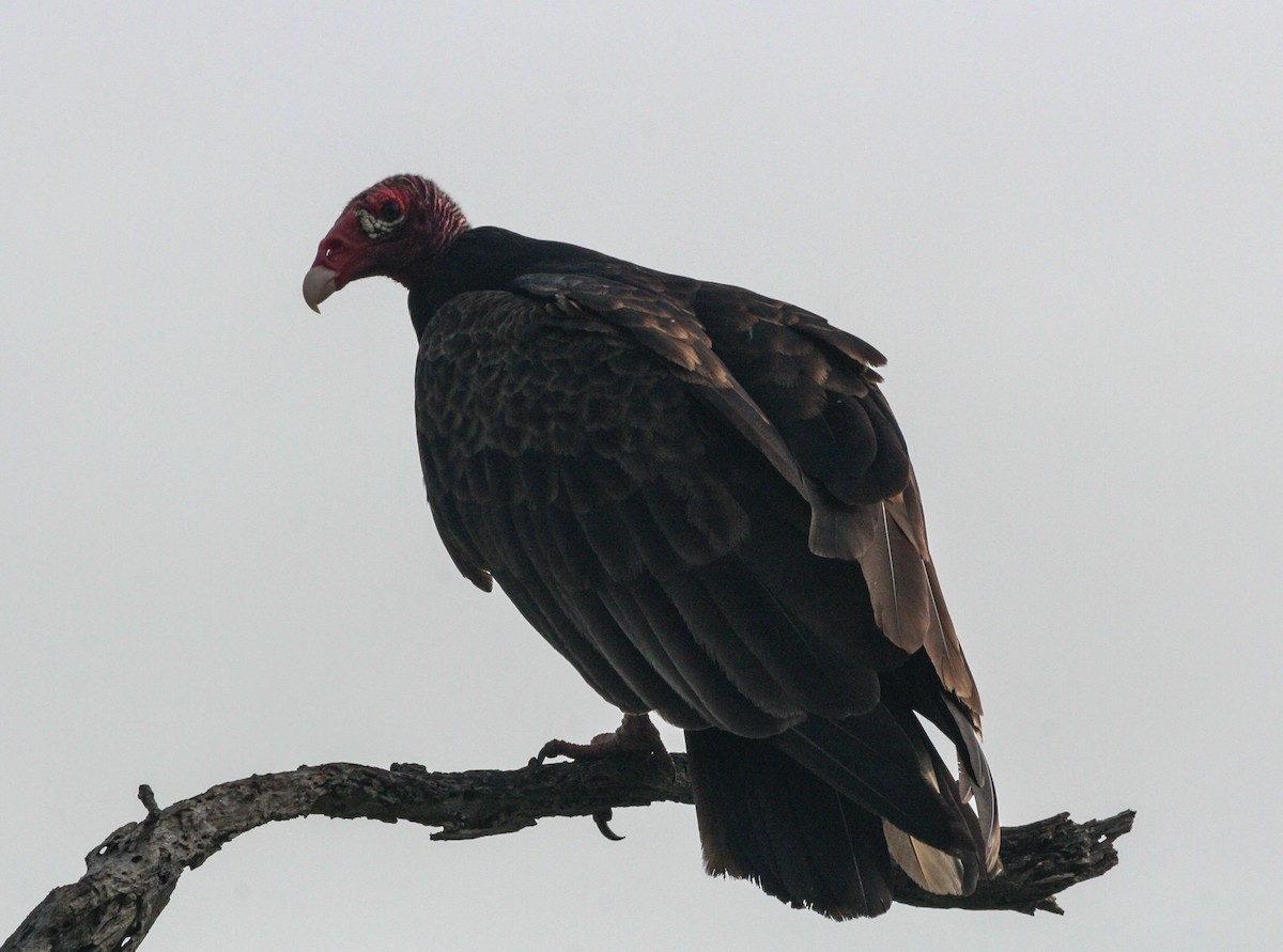 Hindi Akbabası - ML34227411