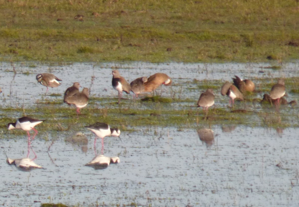 White-cheeked Pintail - ML342274801