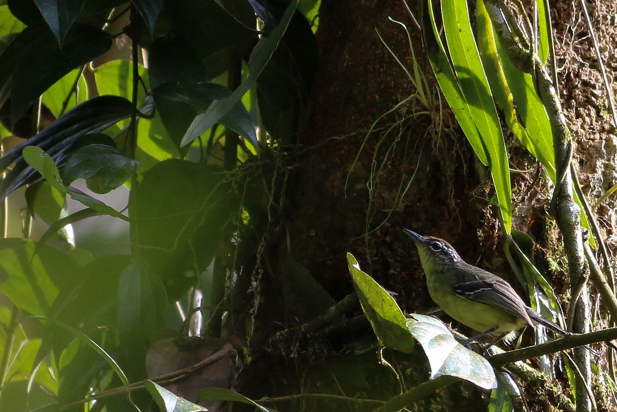 Yellow-breasted Antwren - ML342276571