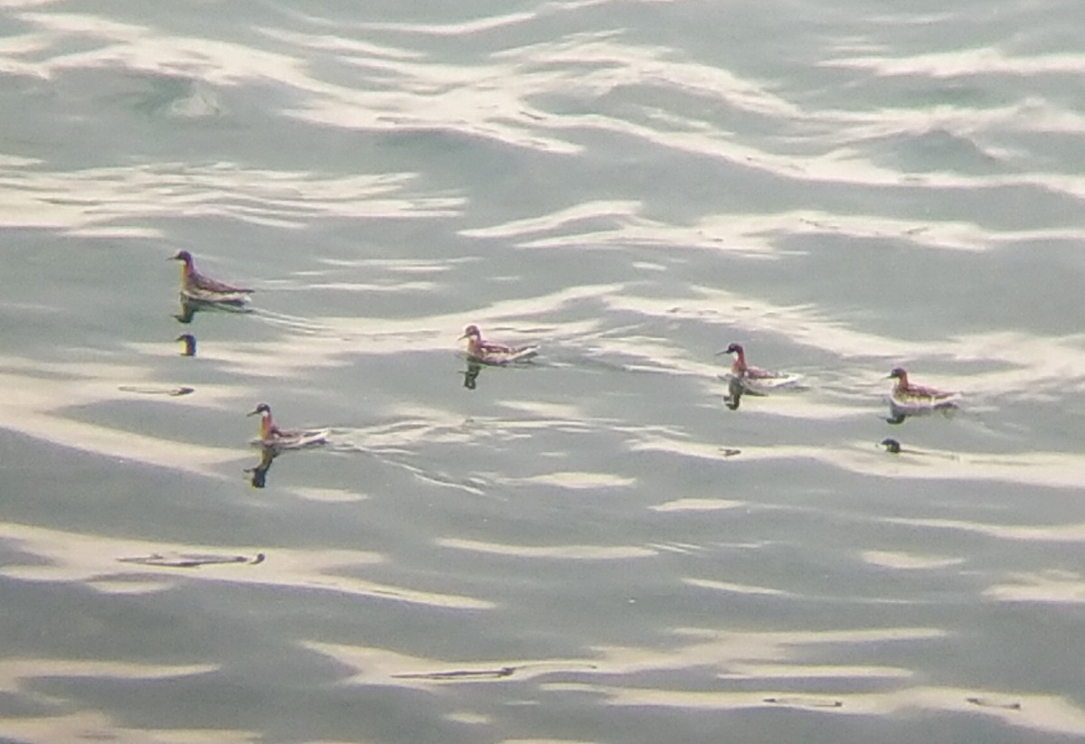 Red-necked Phalarope - ML342277431