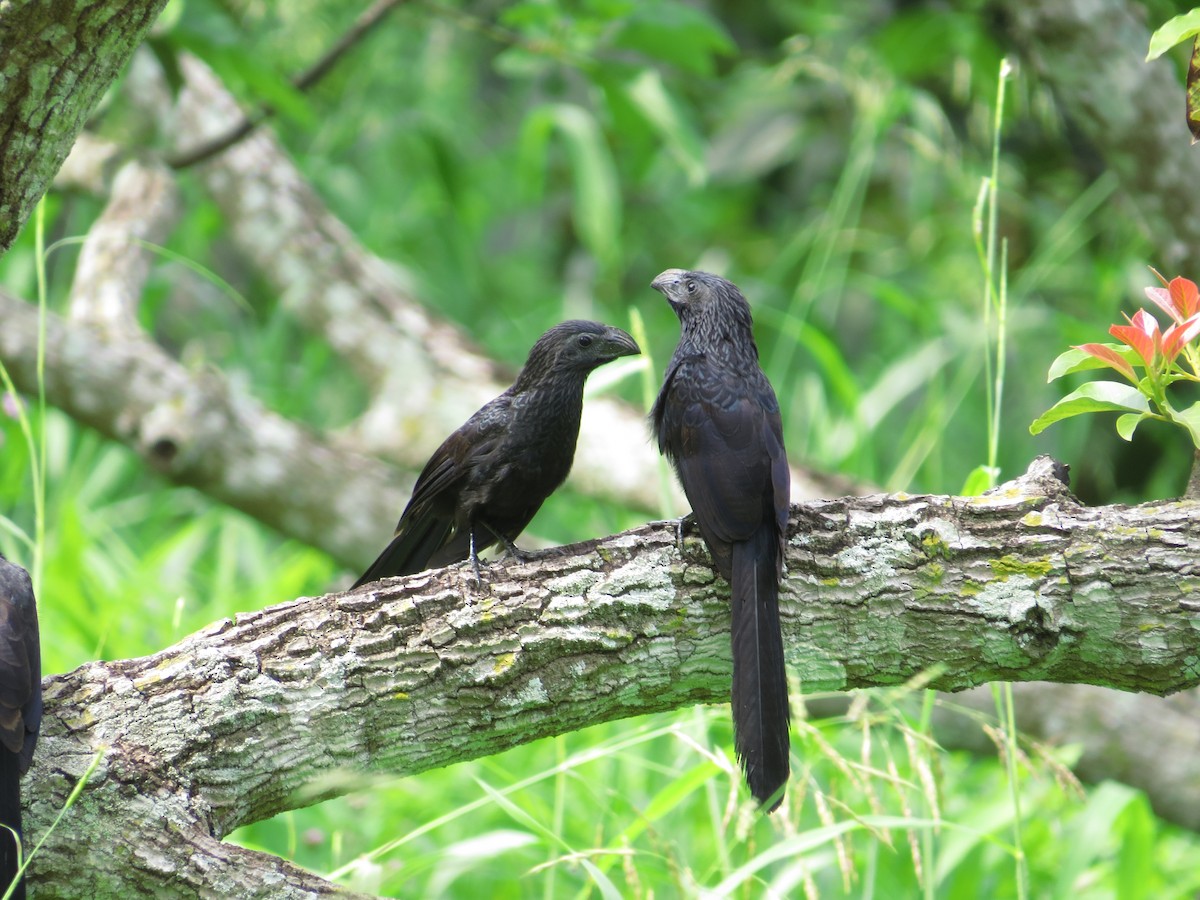 Groove-billed Ani - ML342277701