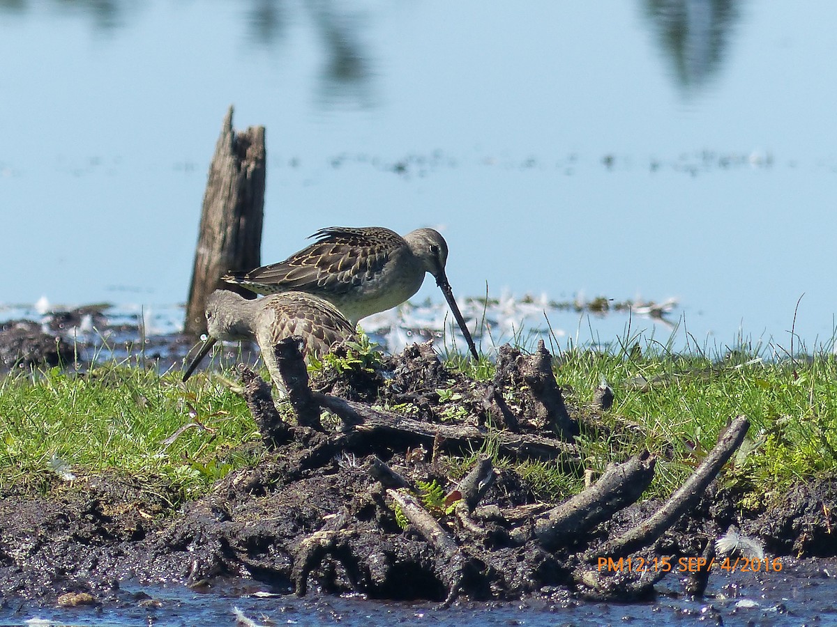 Long-billed Dowitcher - Mike Cadman