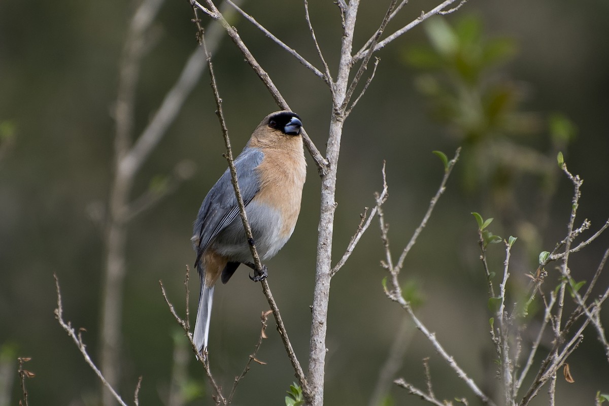 Cinnamon Tanager - ML34227971