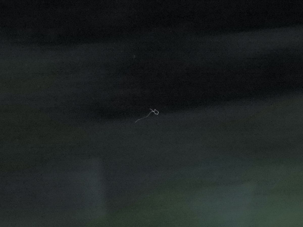 Eastern Whip-poor-will - John McKay