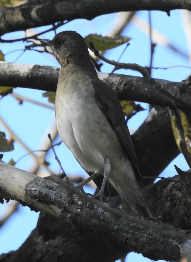 Creamy-bellied Thrush - ML342281021