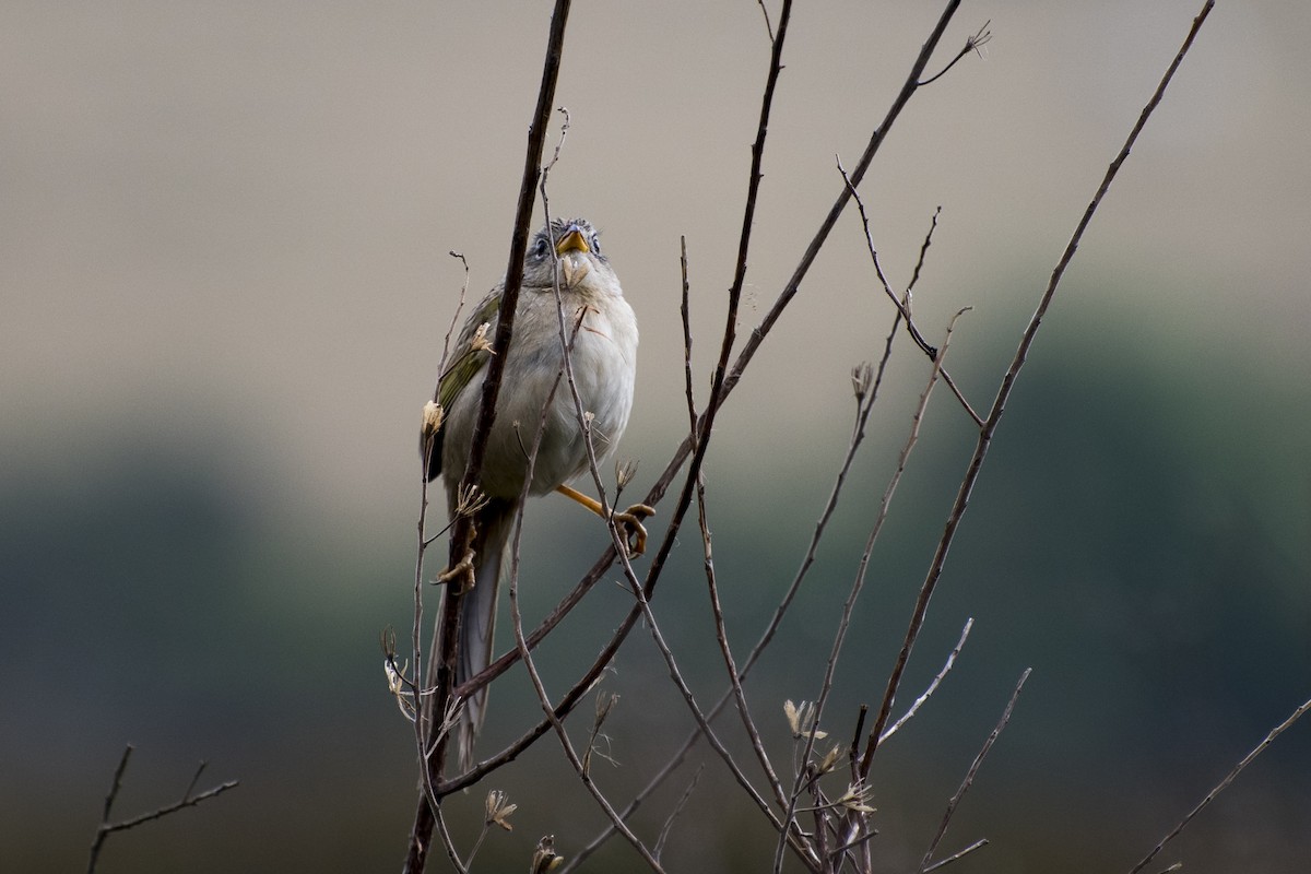 Wedge-tailed Grass-Finch - ML34228261