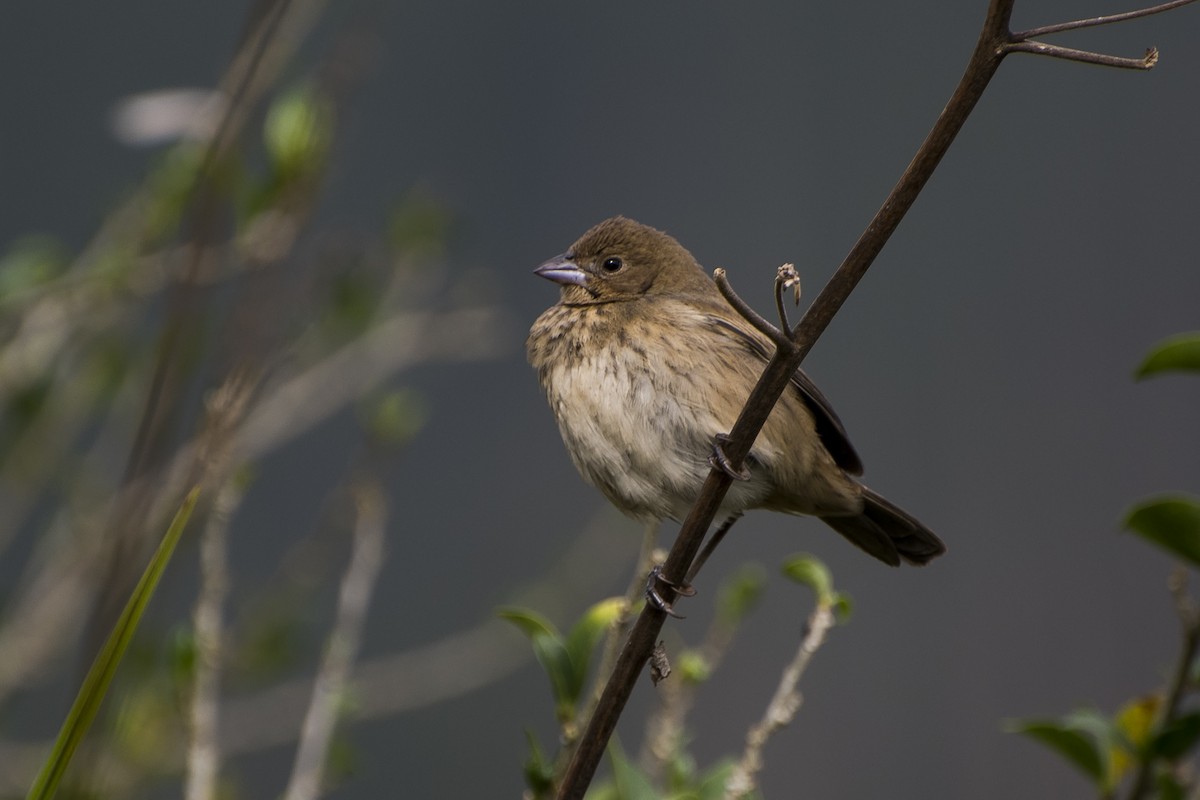 Blue-black Grassquit - Luiz Carlos Ramassotti