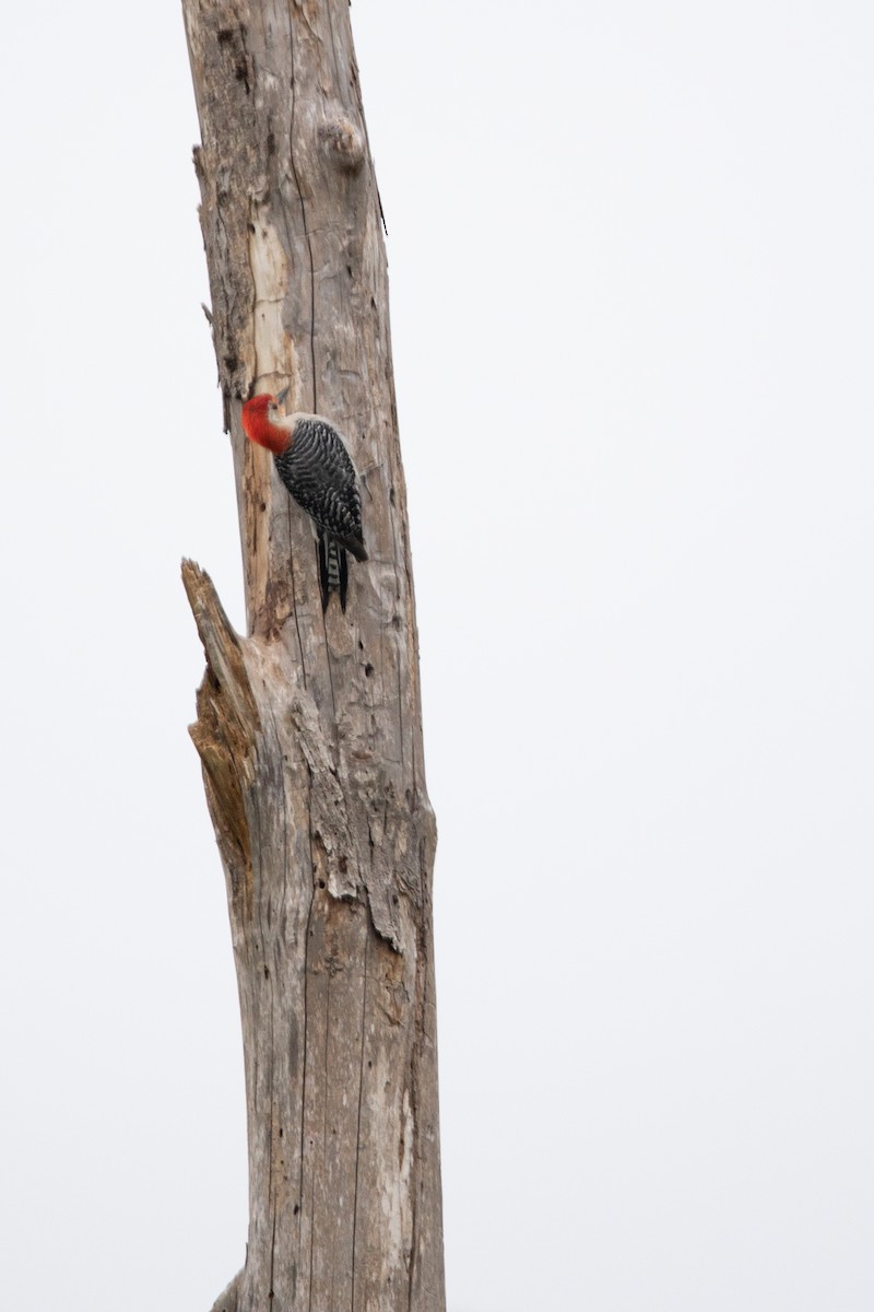 Red-bellied Woodpecker - Andy Hoyle