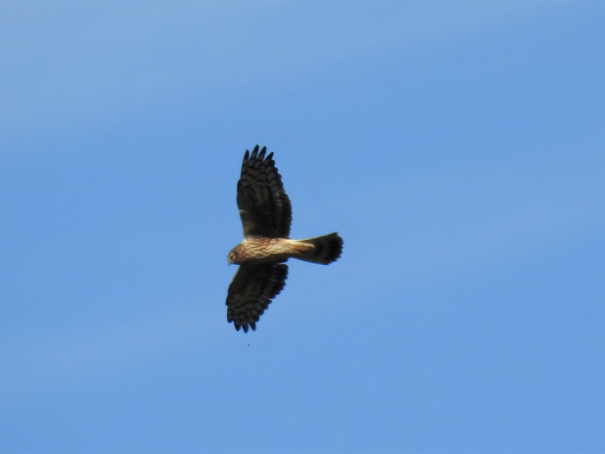 Hen Harrier - ML342285021