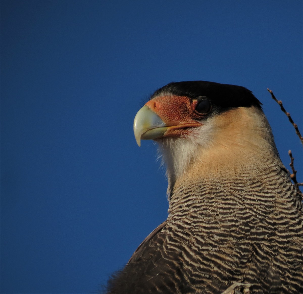 Crested Caracara (Southern) - ML342287191