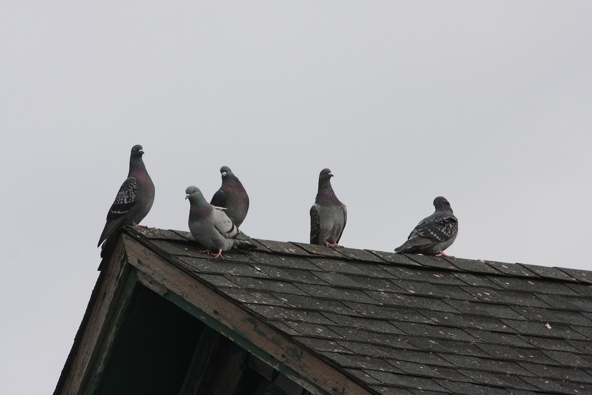 Rock Pigeon (Feral Pigeon) - ML342288281