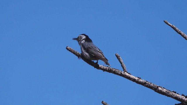 White-breasted Nuthatch - ML342288821