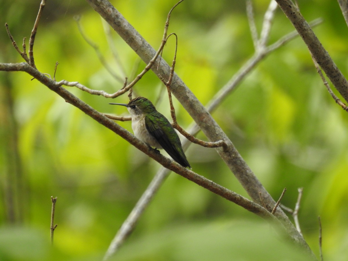 Ruby-throated Hummingbird - ML342290141