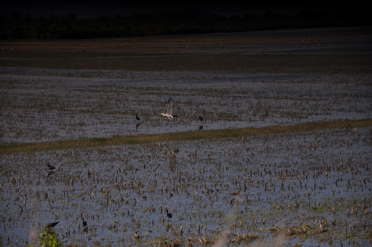 Gray Heron - ML342290581