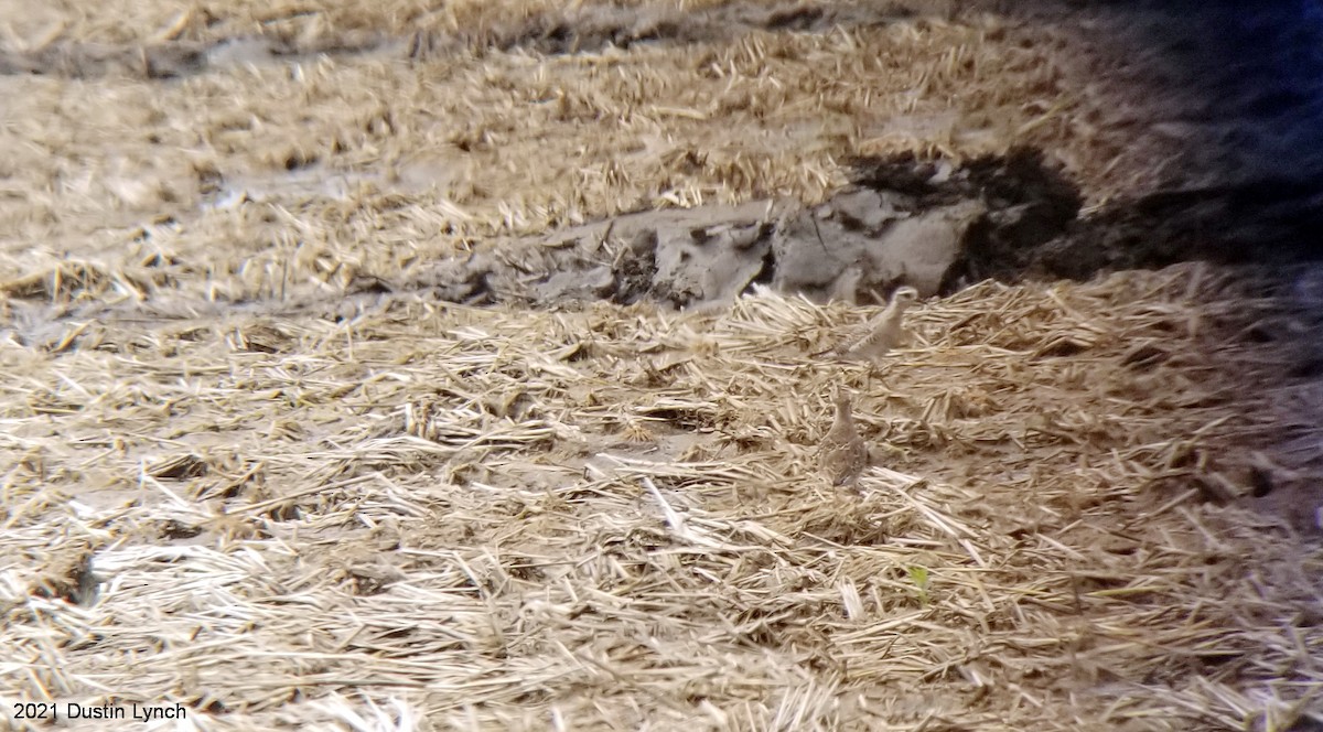 American Golden-Plover - ML342291701