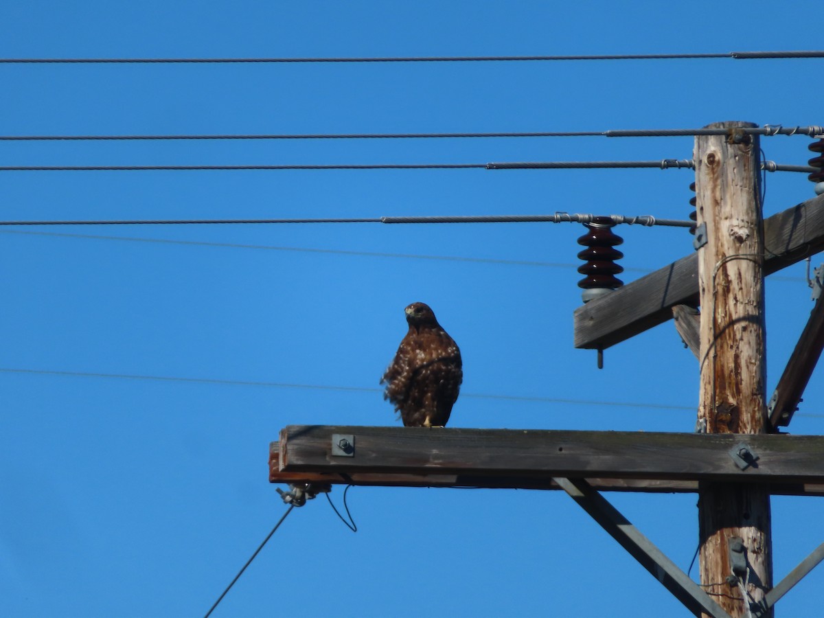 Red-tailed Hawk (Harlan's) - ML342292111