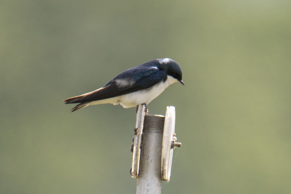 Tree Swallow - ML342292561