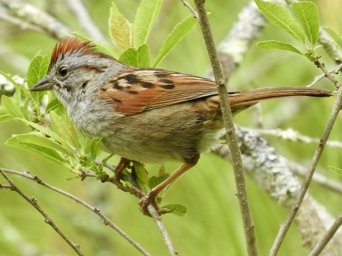 Swamp Sparrow - ML342292901
