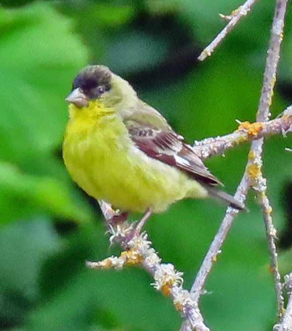 Lesser Goldfinch - ML342293061