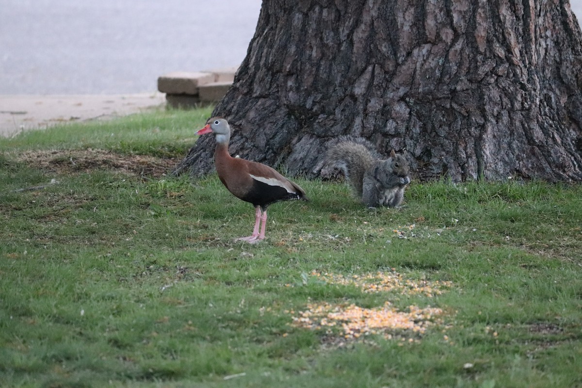 Black-bellied Whistling-Duck - Anonymous