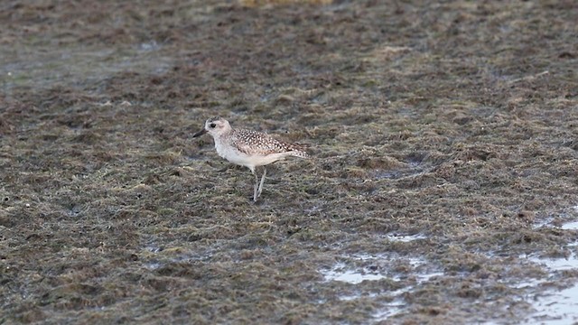 Black-bellied Plover - ML342294931