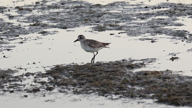 Black-bellied Plover - ML342294941