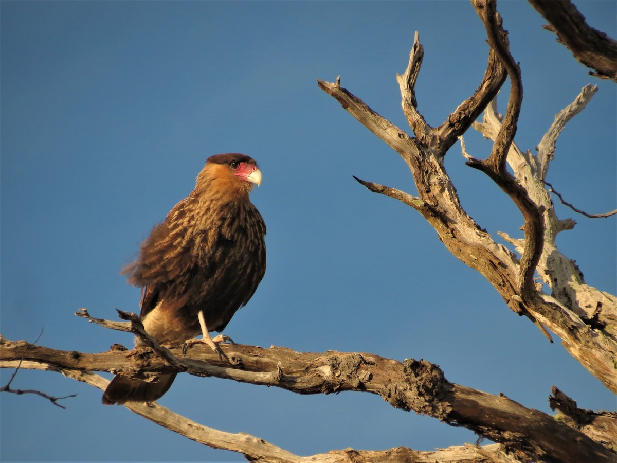 Crested Caracara (Southern) - ML342295211