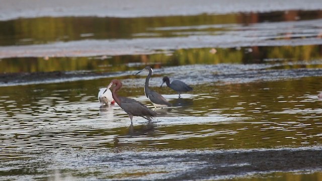 Reddish Egret - ML342295281