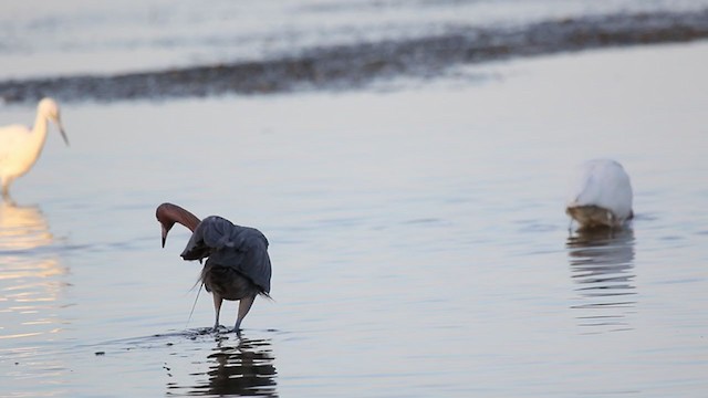 Reddish Egret - ML342295371