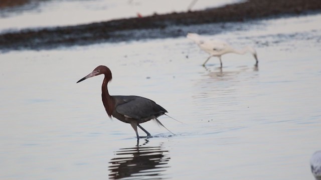 Reddish Egret - ML342295411