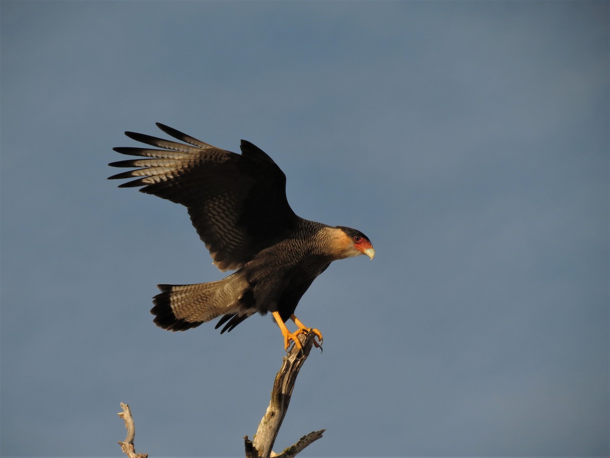 Crested Caracara (Southern) - ML342296341