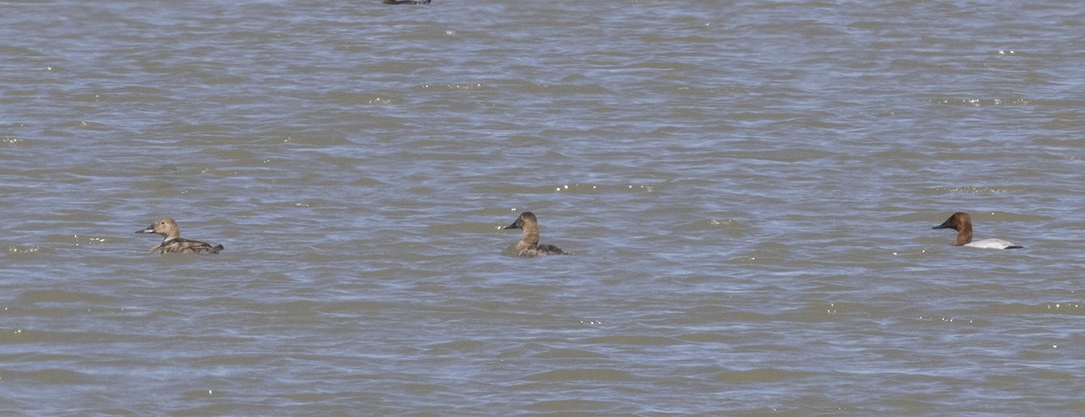 Canvasback - ML342296641