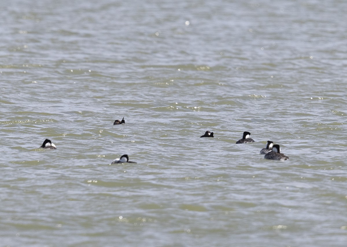 Western Grebe - ML342296751