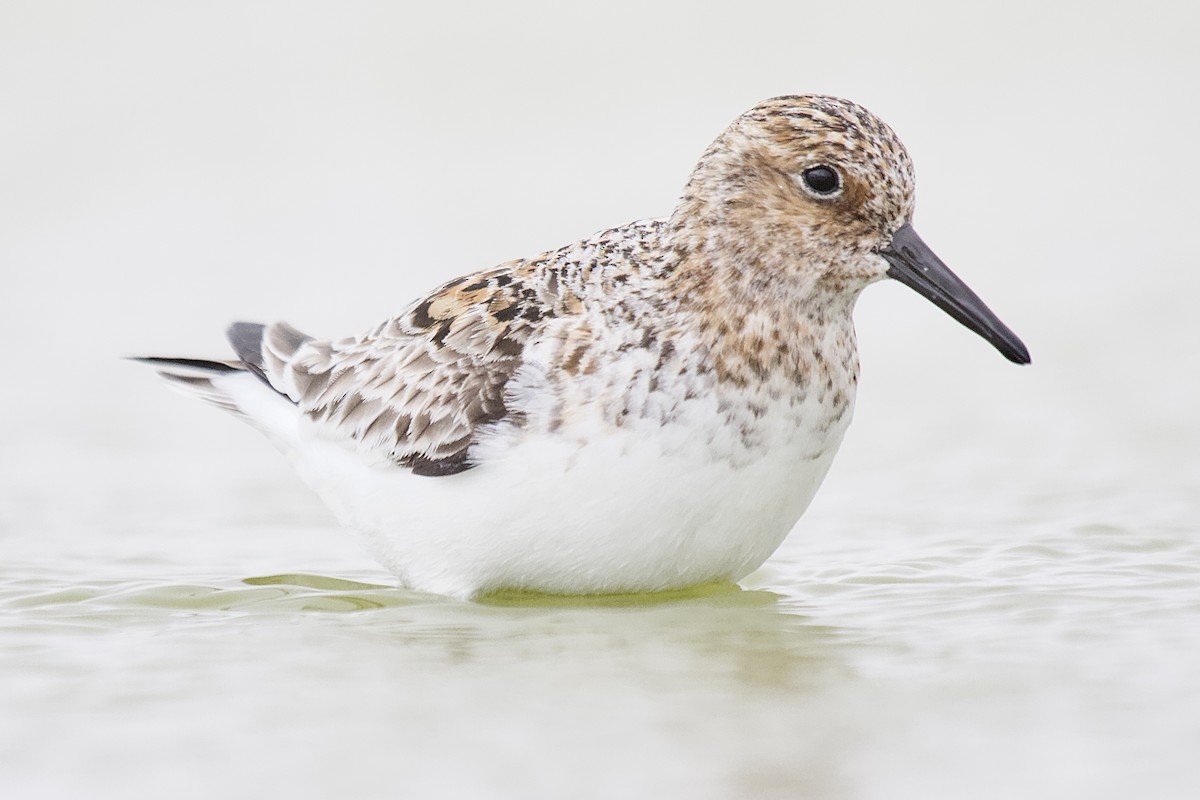 Sanderling - ML342297921