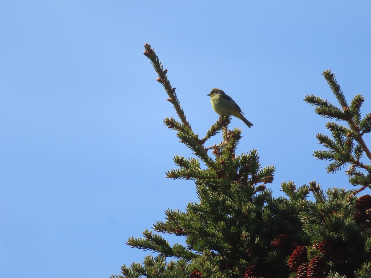 Orange-crowned Warbler - ML342298701