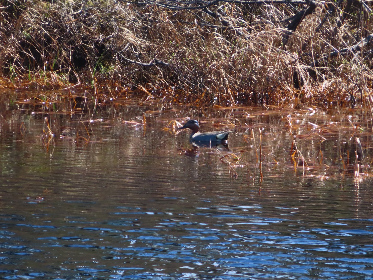 Green-winged Teal (American) - ML342299051