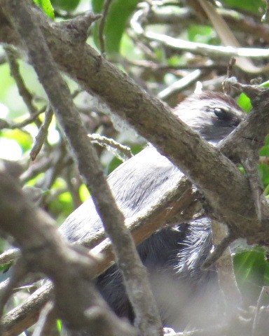 Gri Kedikuşu - ML342299421