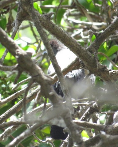 Gri Kedikuşu - ML342299431