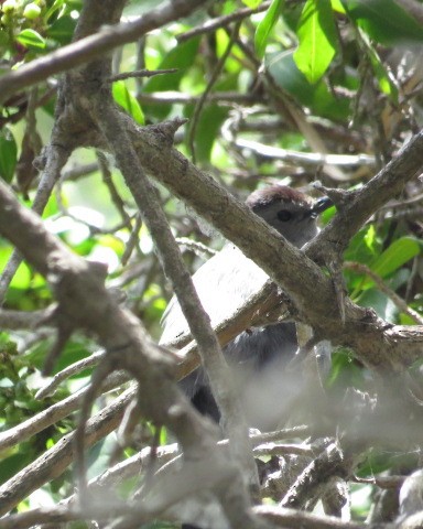 Gri Kedikuşu - ML342299441