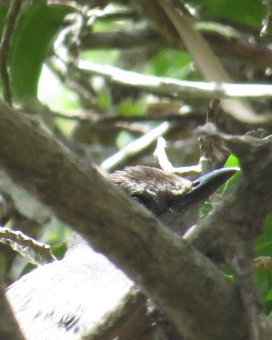 Gri Kedikuşu - ML342299451