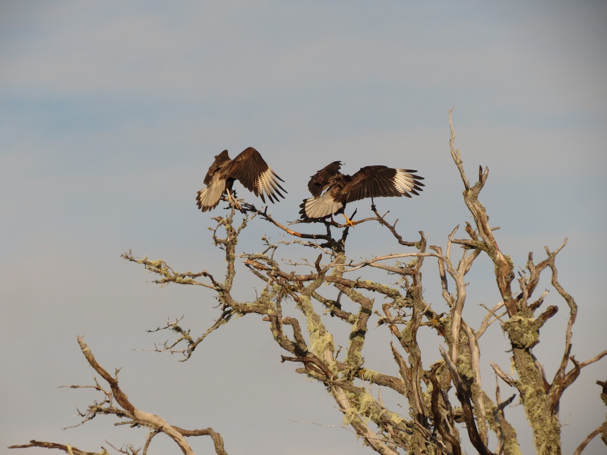 Crested Caracara (Southern) - ML342300061