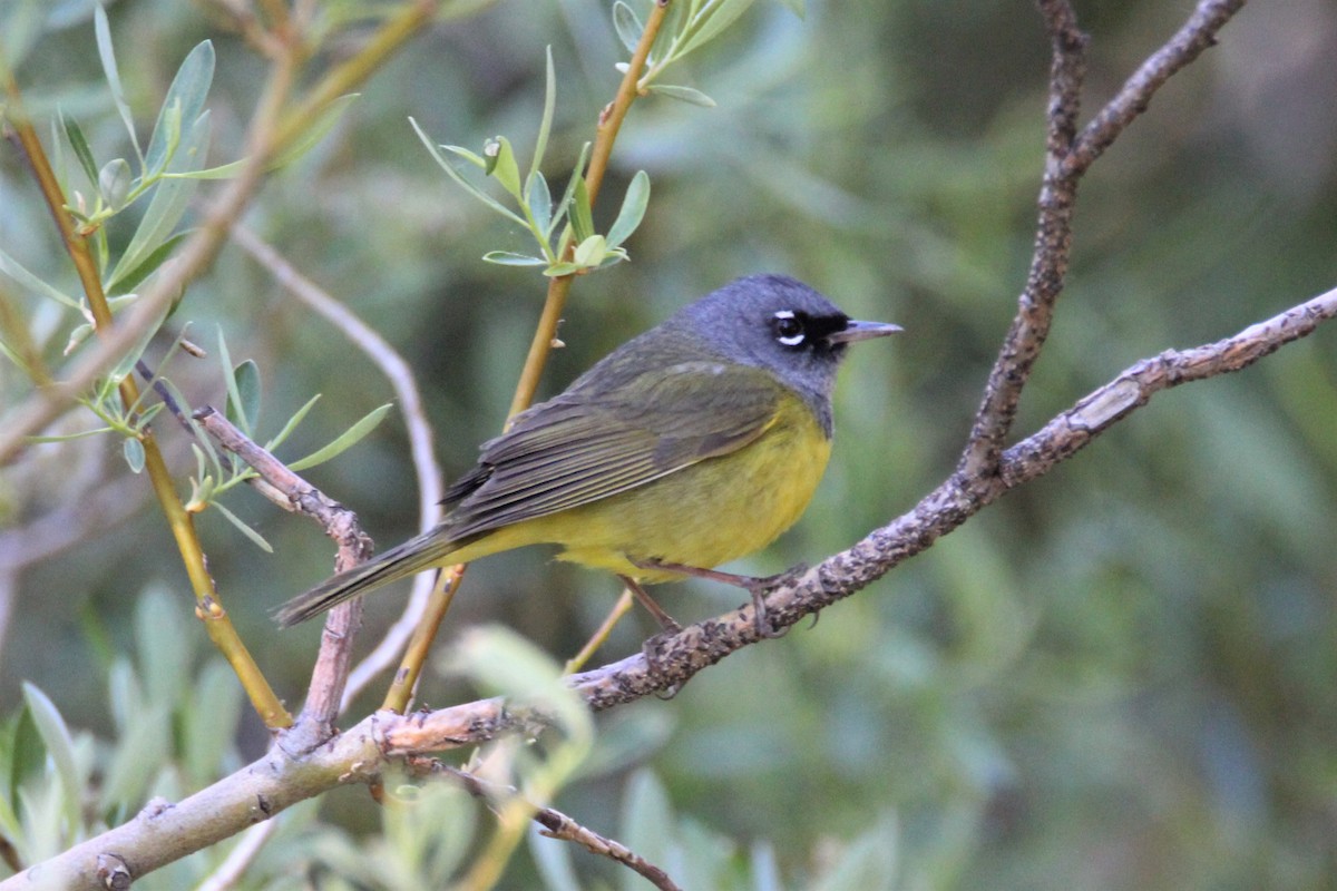 MacGillivray's Warbler - ML342300411