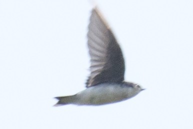 Golondrina Bicolor - ML34230081