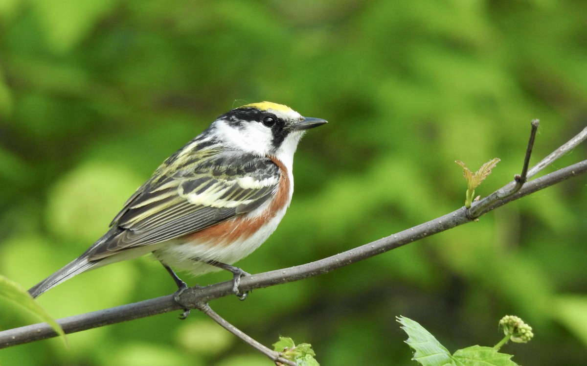 Chestnut-sided Warbler - ML342300811