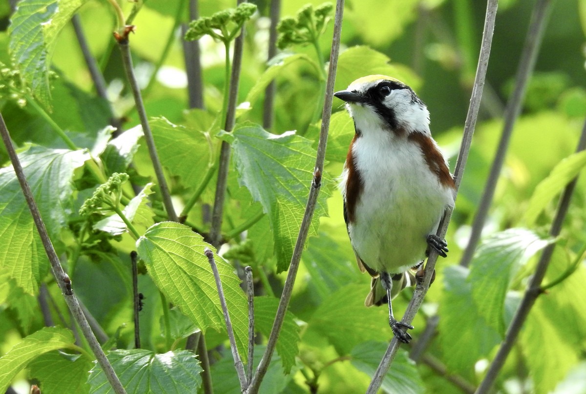 Chestnut-sided Warbler - ML342300821