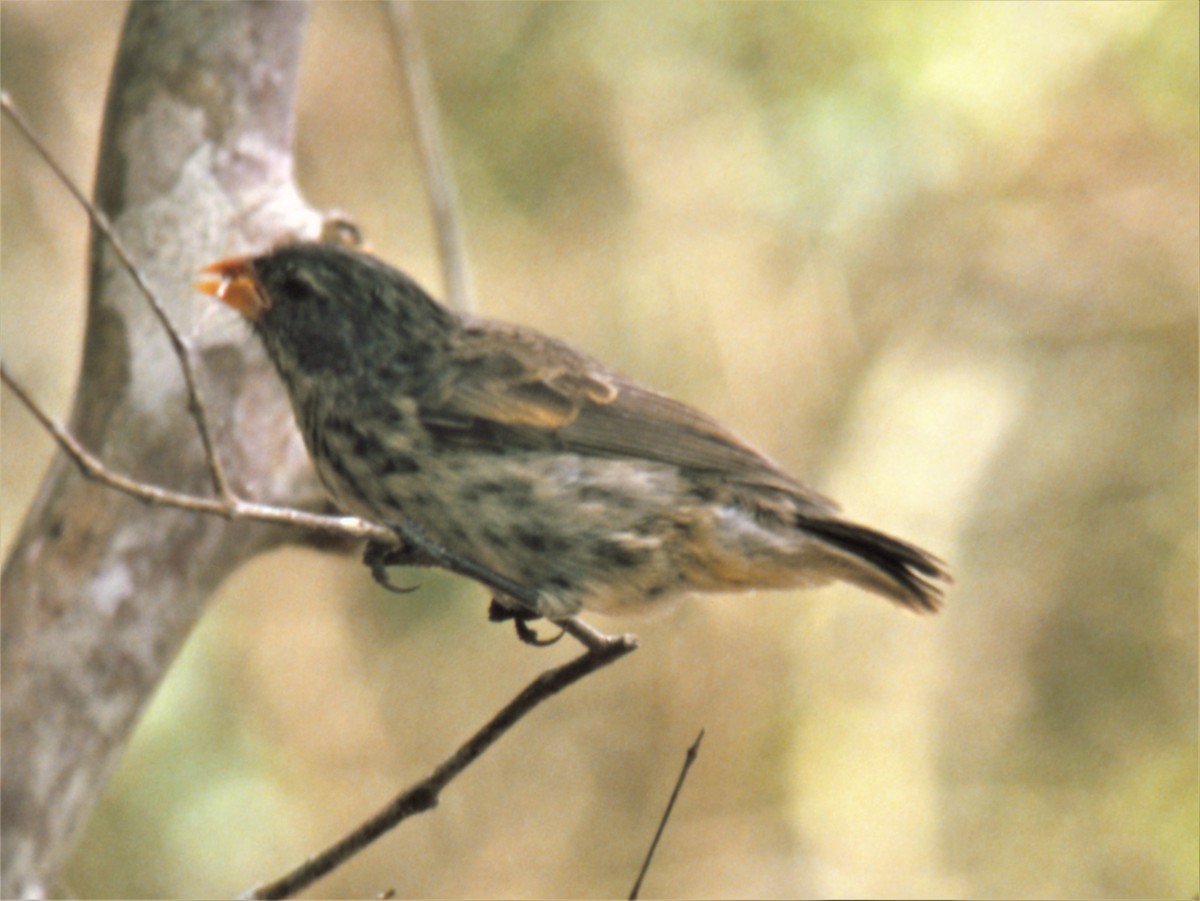 Small Tree-Finch - ML342300931