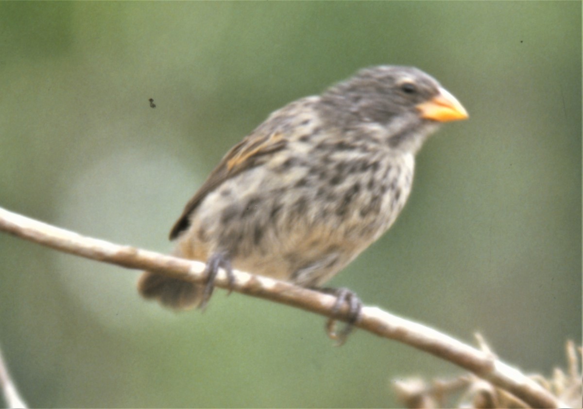 Small Tree-Finch - Eric Haskell