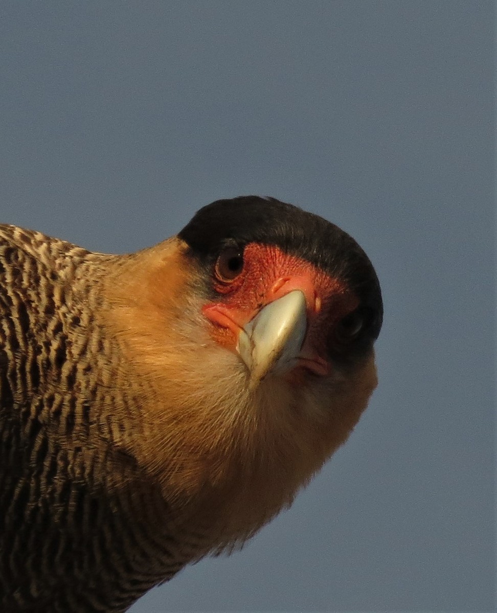 Crested Caracara (Southern) - Kenneth Roberts