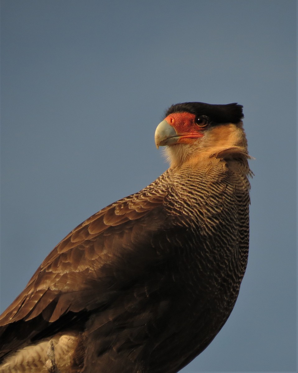 Crested Caracara (Southern) - ML342302041