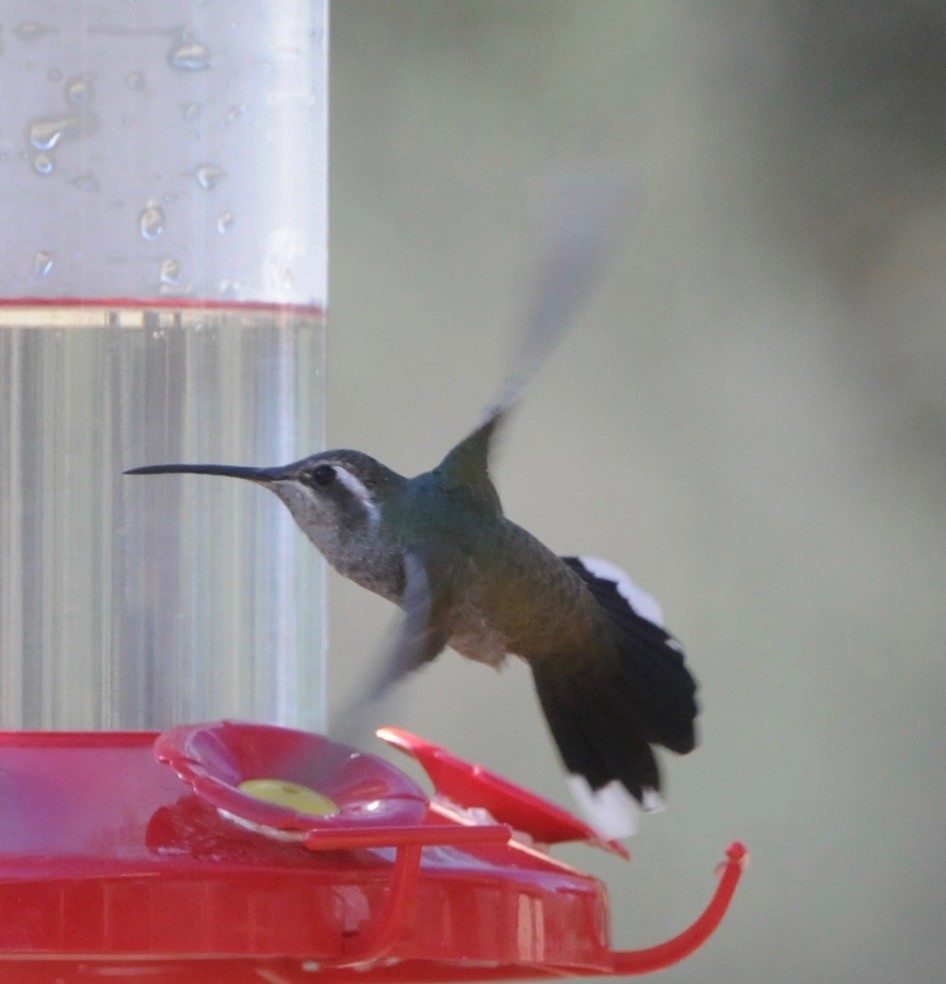 Blue-throated Mountain-gem - Donna L Dittmann